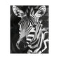 Zebra Jigsaw puzzle 500 pieces